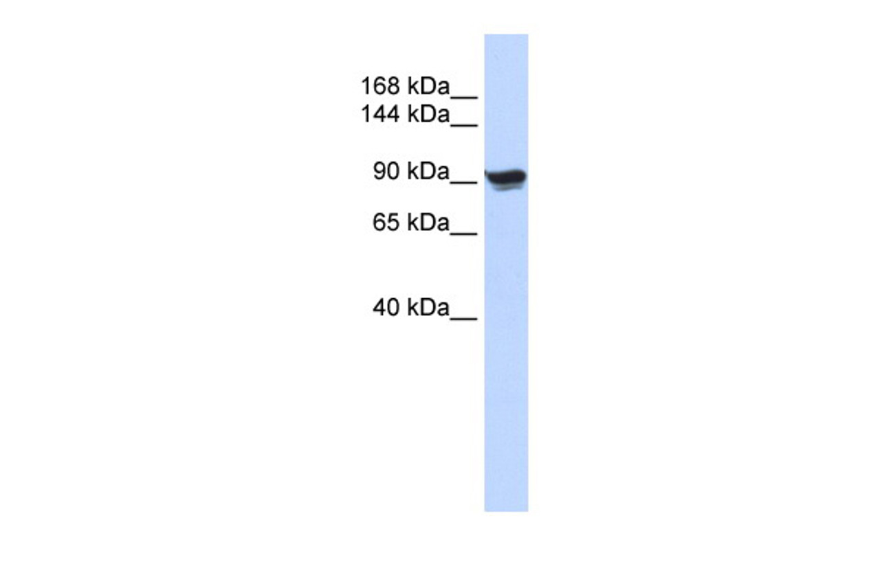 Antibody used in WB on Human 293T at 0.2-1 ug/ml.