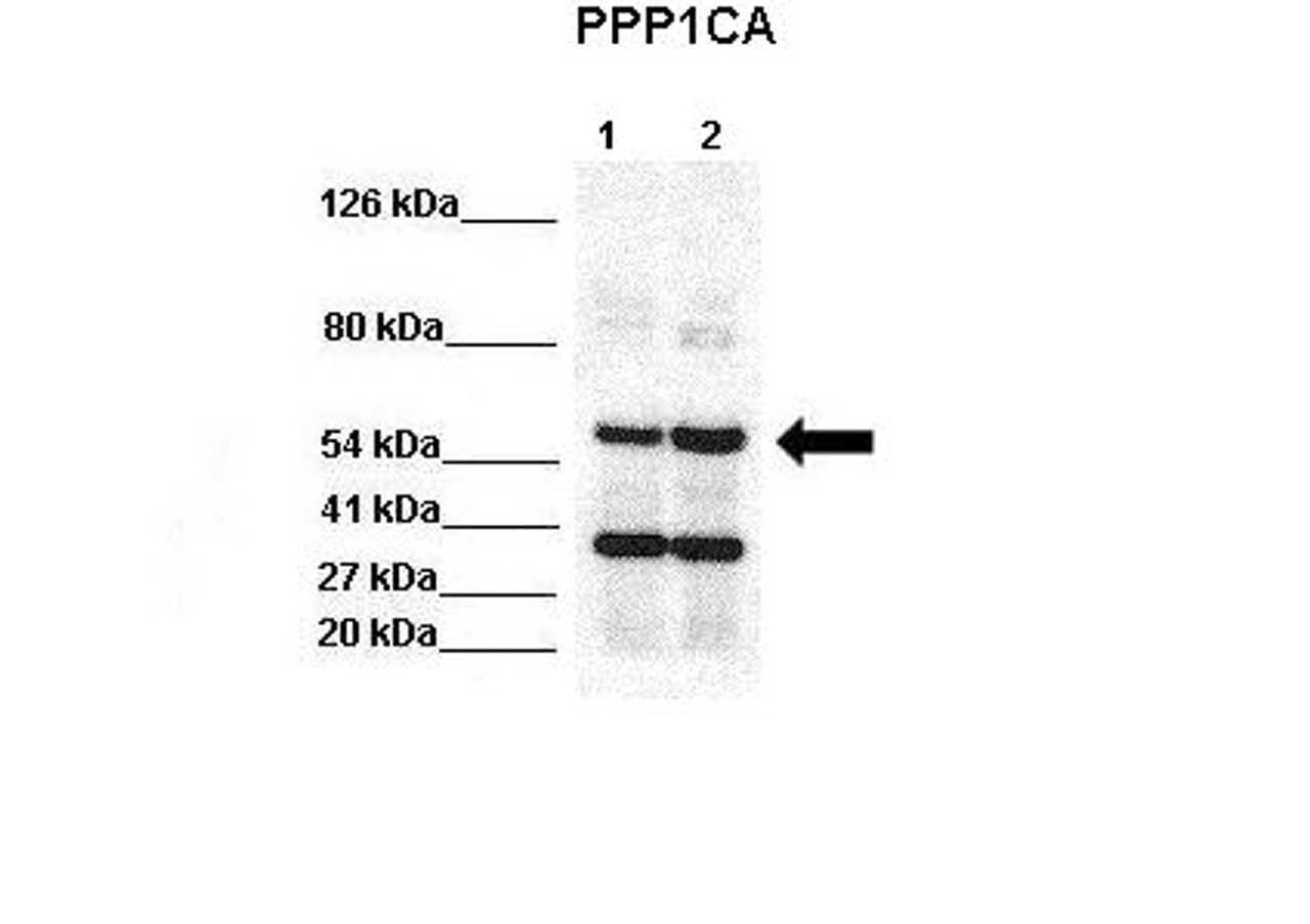 Antibody used in WB on HEK293, H1299 at 1:1000 (Lane 1: 40ug HEK293 lysate Lane 2: 40ug H1299 lysate ) .