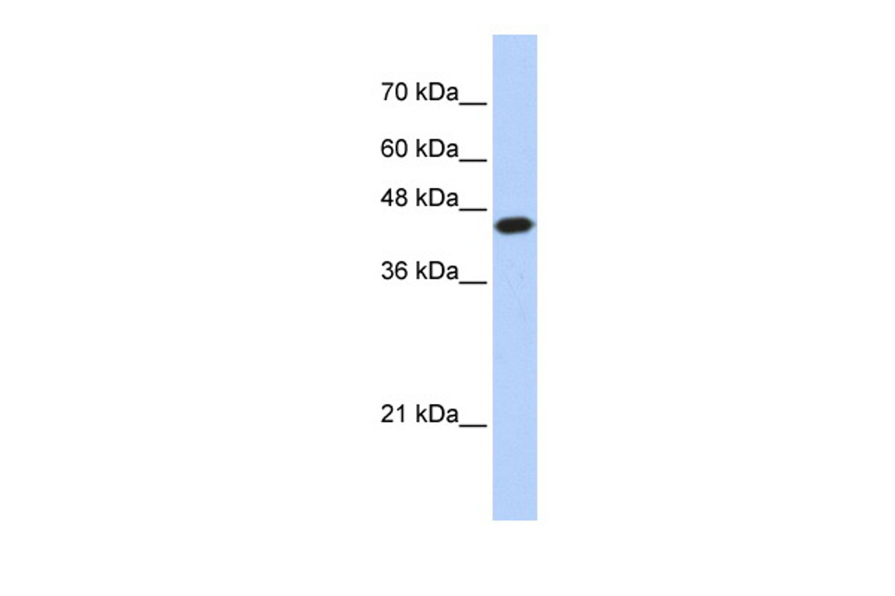 Antibody used in WB on Human HEK293T cells at 0.2-1 ug/ml.