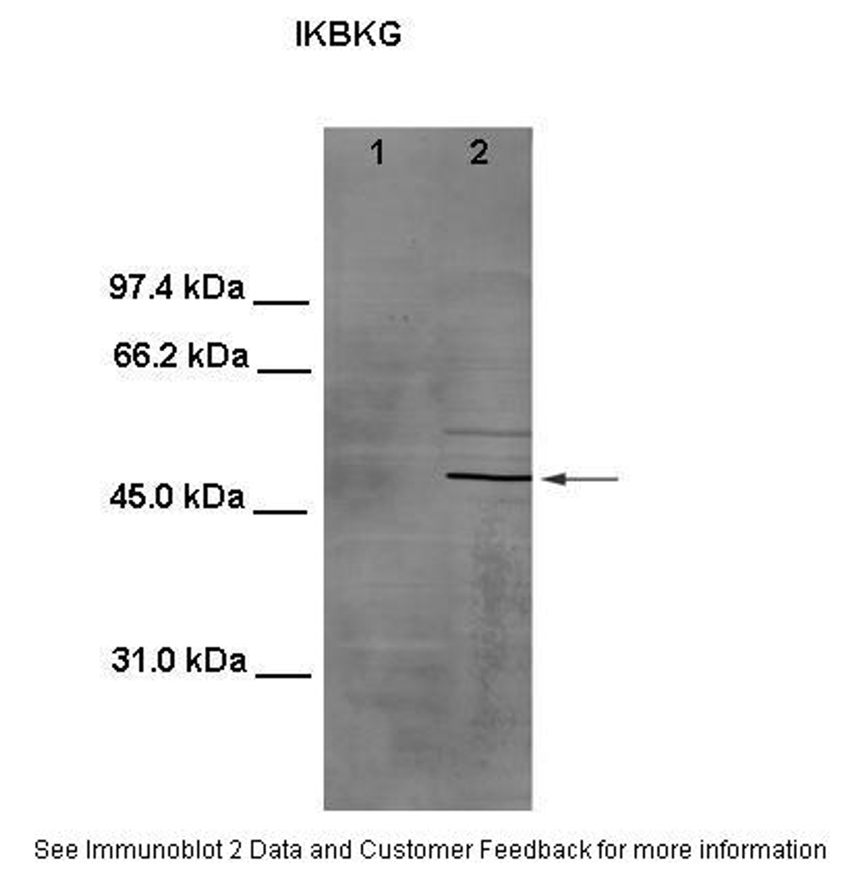 Antibody used in WB on Mouse testis and HeLa at 1:800 (Lanes: 1. 100 ug mouse testis lysate, 2. 100 ug HeLa cell lysate) .