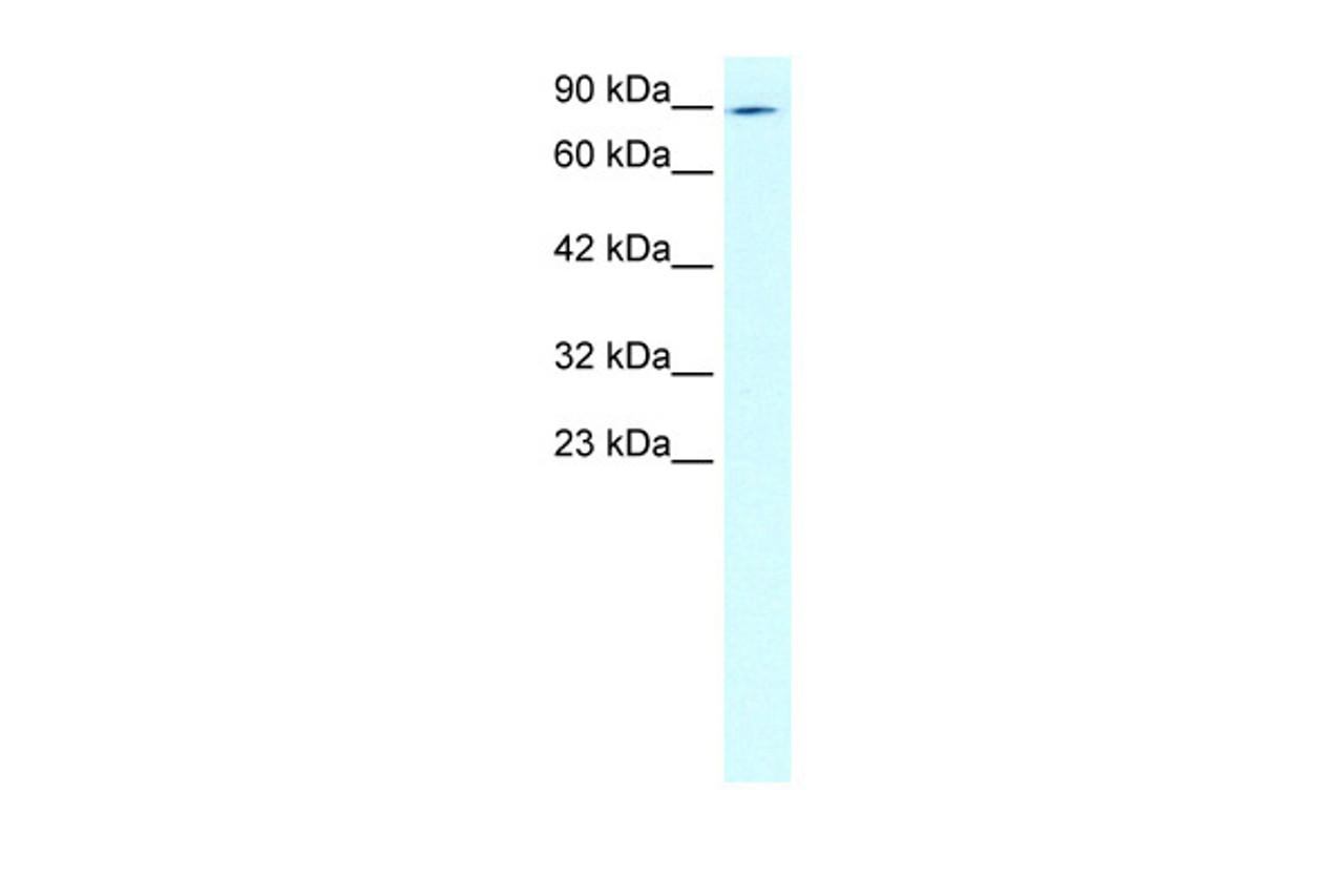 Antibody used in WB on Human HepG2 at 2.0 ug/ml.