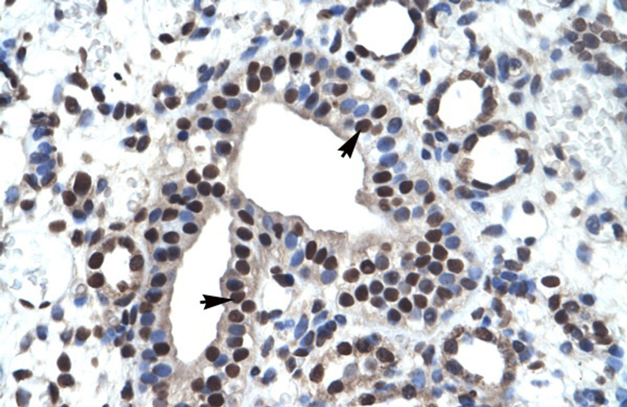 Antibody used in IHC on Human kidney at 4.0-8.0 ug/ml.