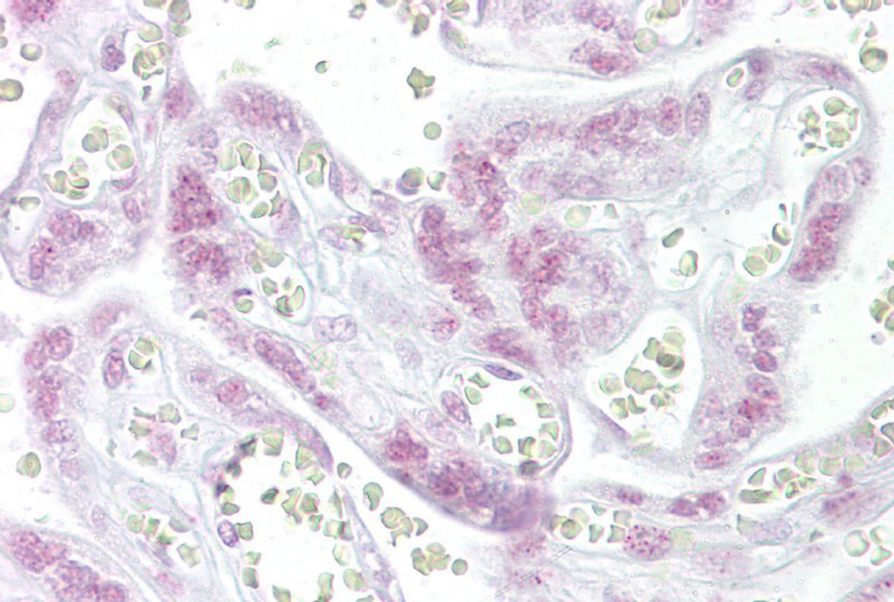 Antibody used in IHC on Human Placenta at 10 ug/ml.