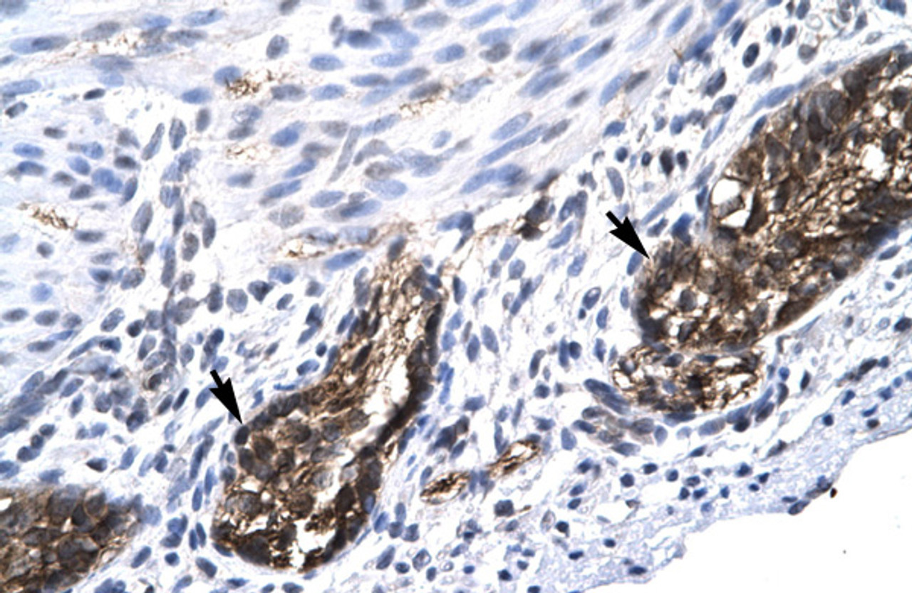 Antibody used in IHC on Human Stomach.