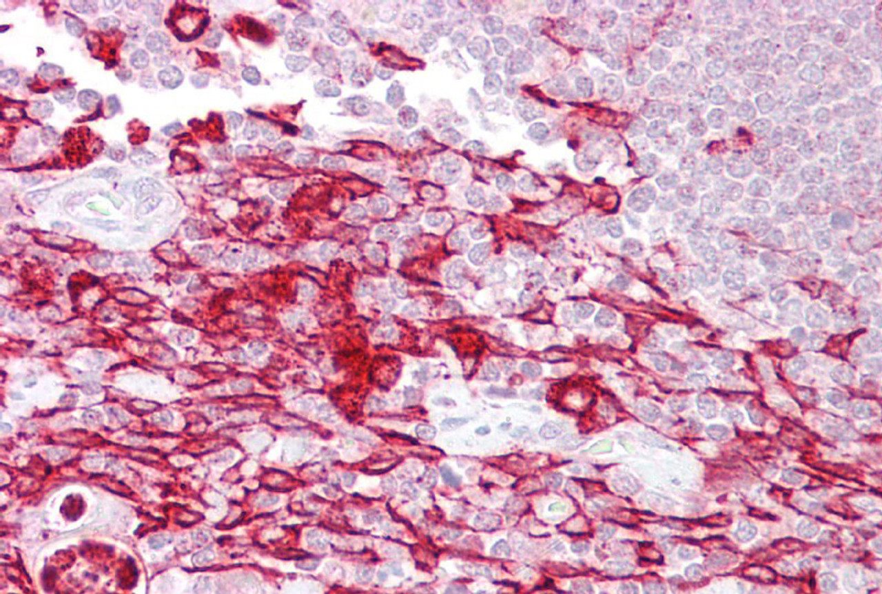 Antibody used in IHC on Human Thymus at 5 ug/ml.