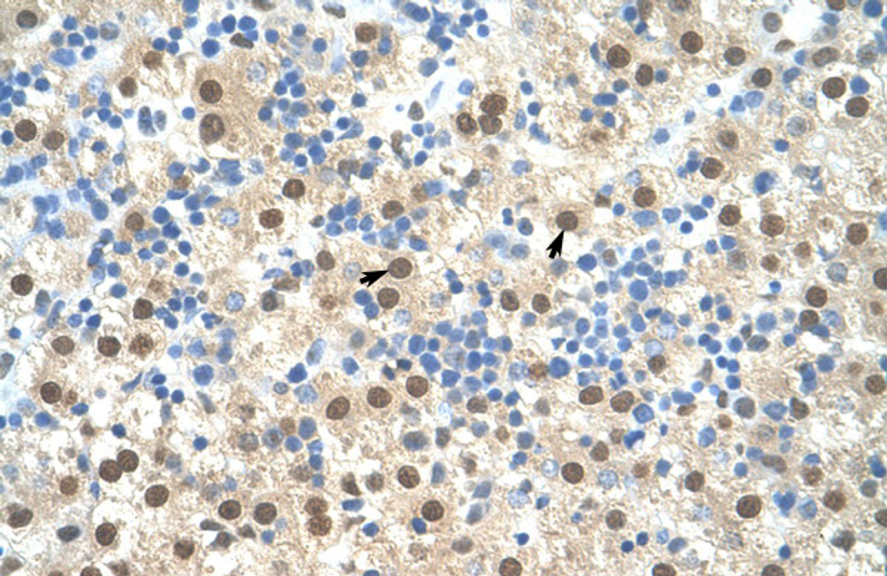 Antibody used in IHC on Human Liver cell lysates.