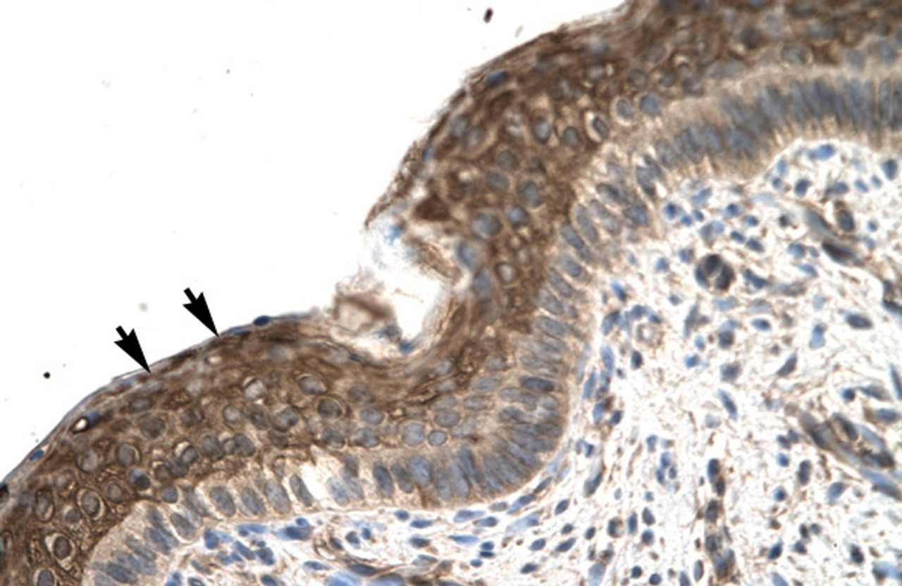 Antibody used in IHC on Human Spermatophore at 4.0-8.0 ug/ml.