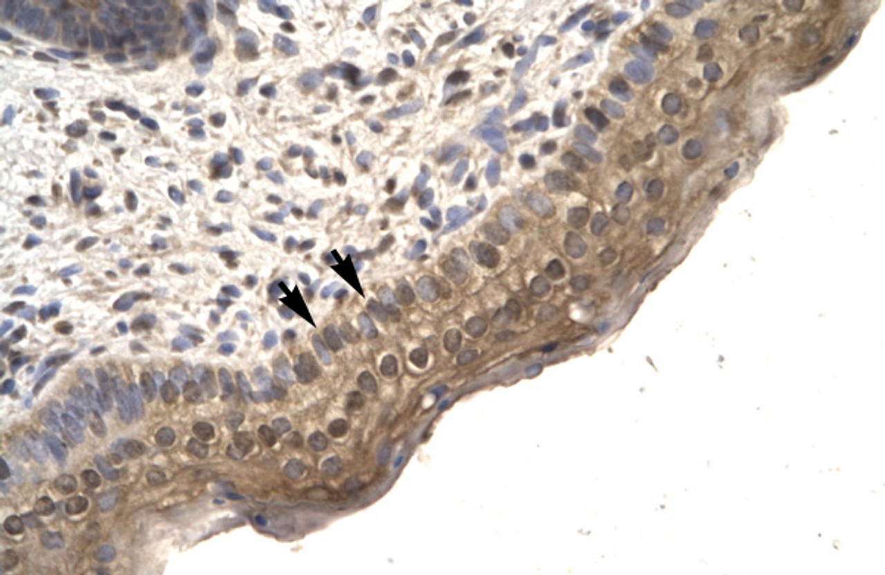 Antibody used in IHC on Human Spermatophore.