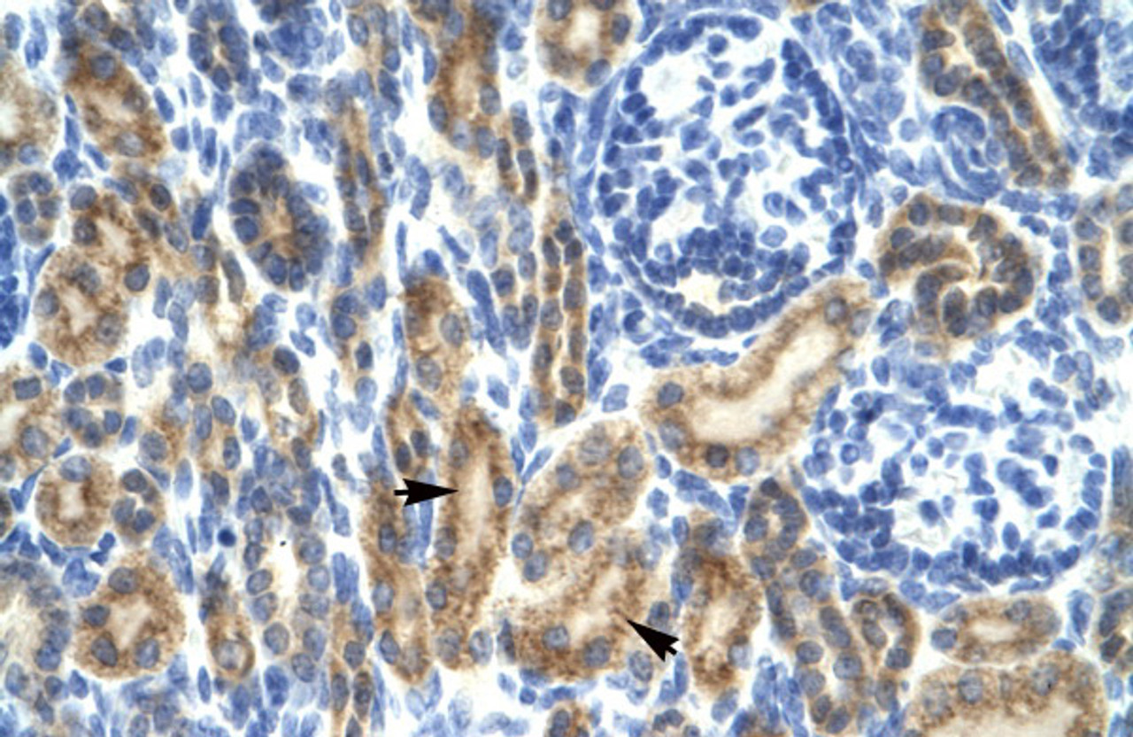 Antibody used in IHC on Human kidney at 4.0-8.0 ug/ml.