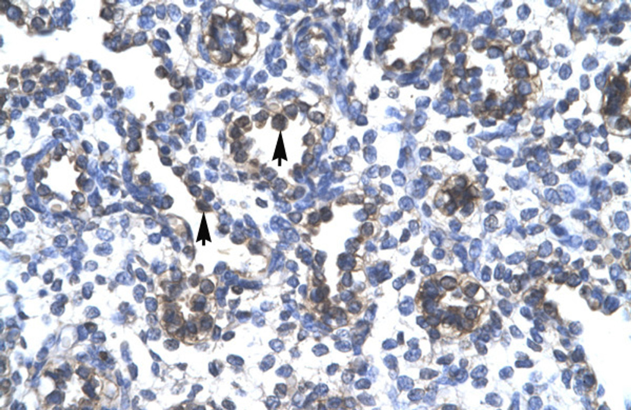 Antibody used in IHC on Human Lung lysate.