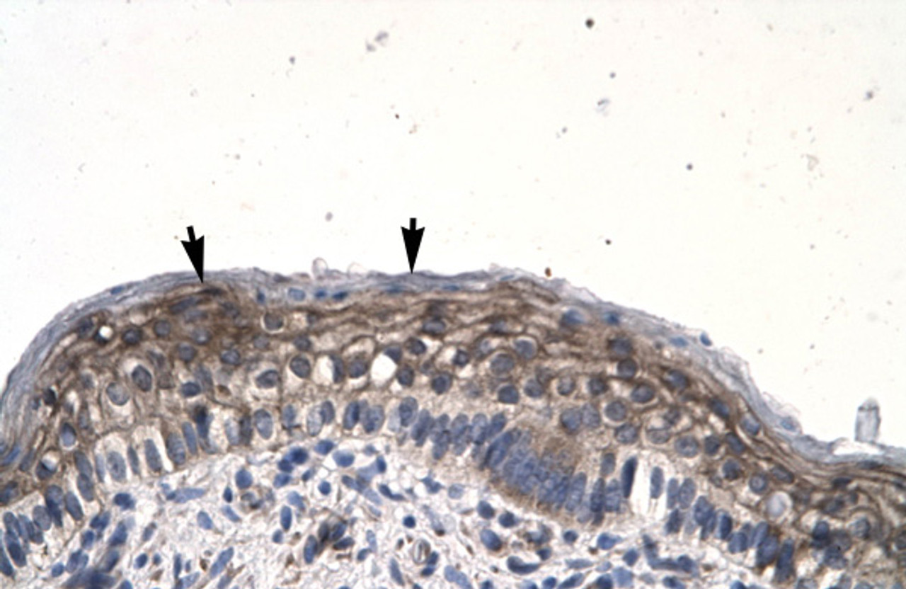 Antibody used in IHC on Human Spermatophore.