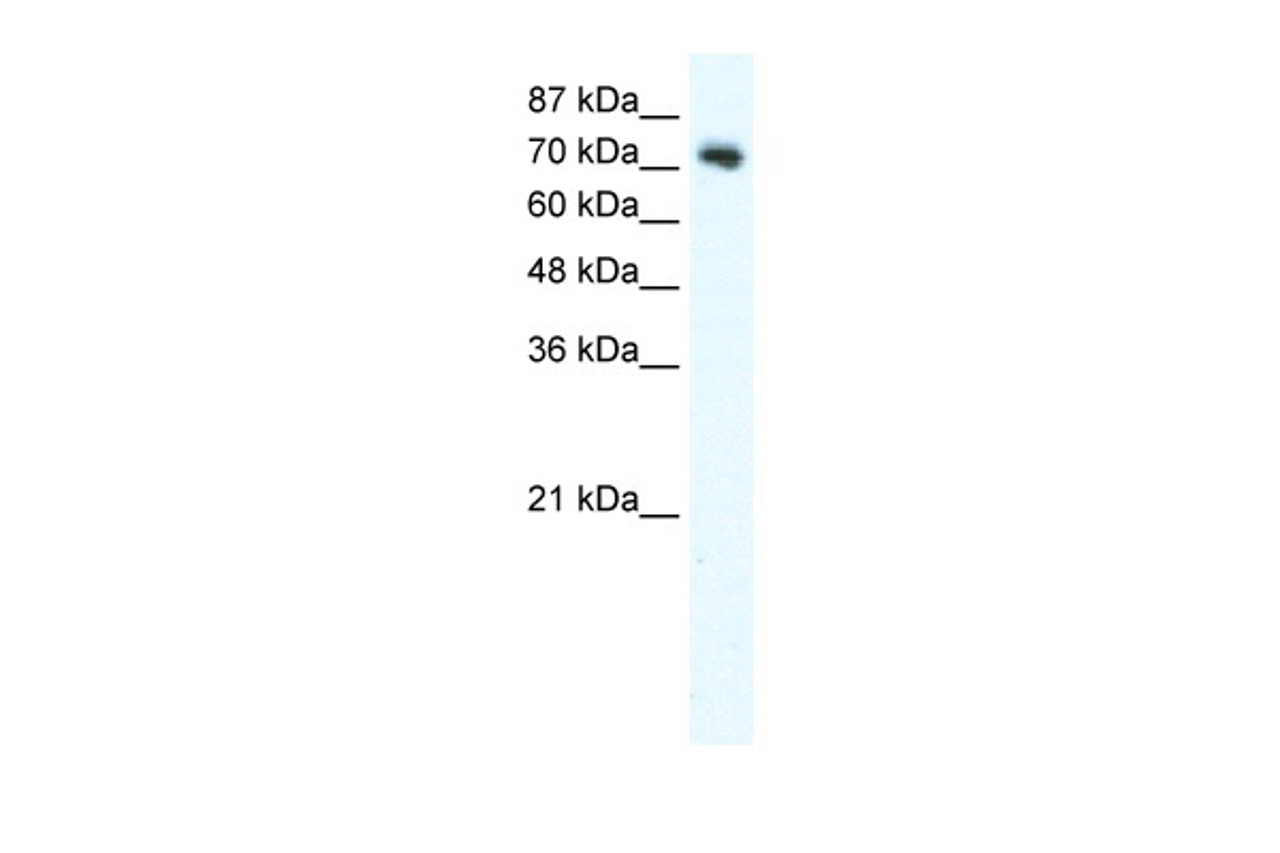 Antibody used in WB on Human K562 at 2.5 ug/ml.