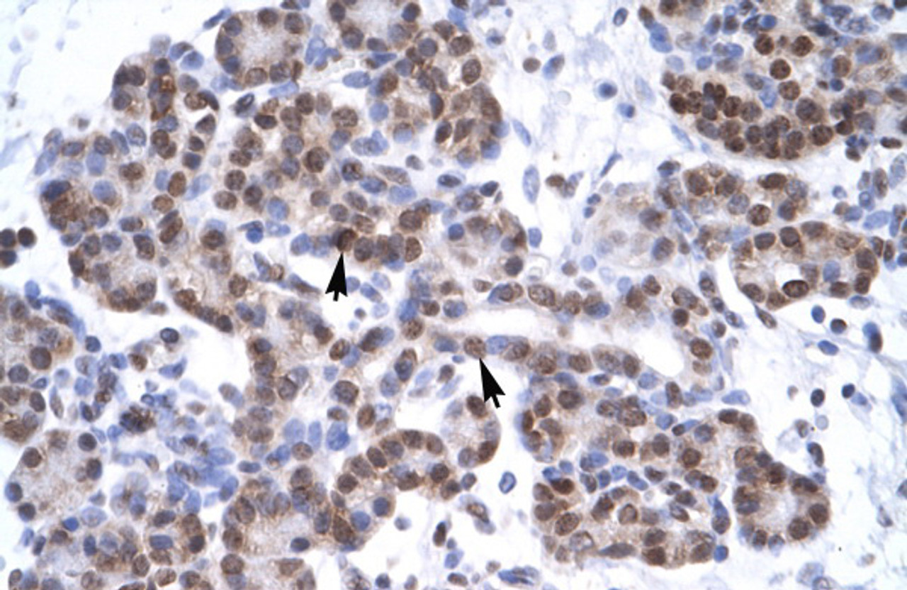 Antibody used in IHC on Human Pancreas.