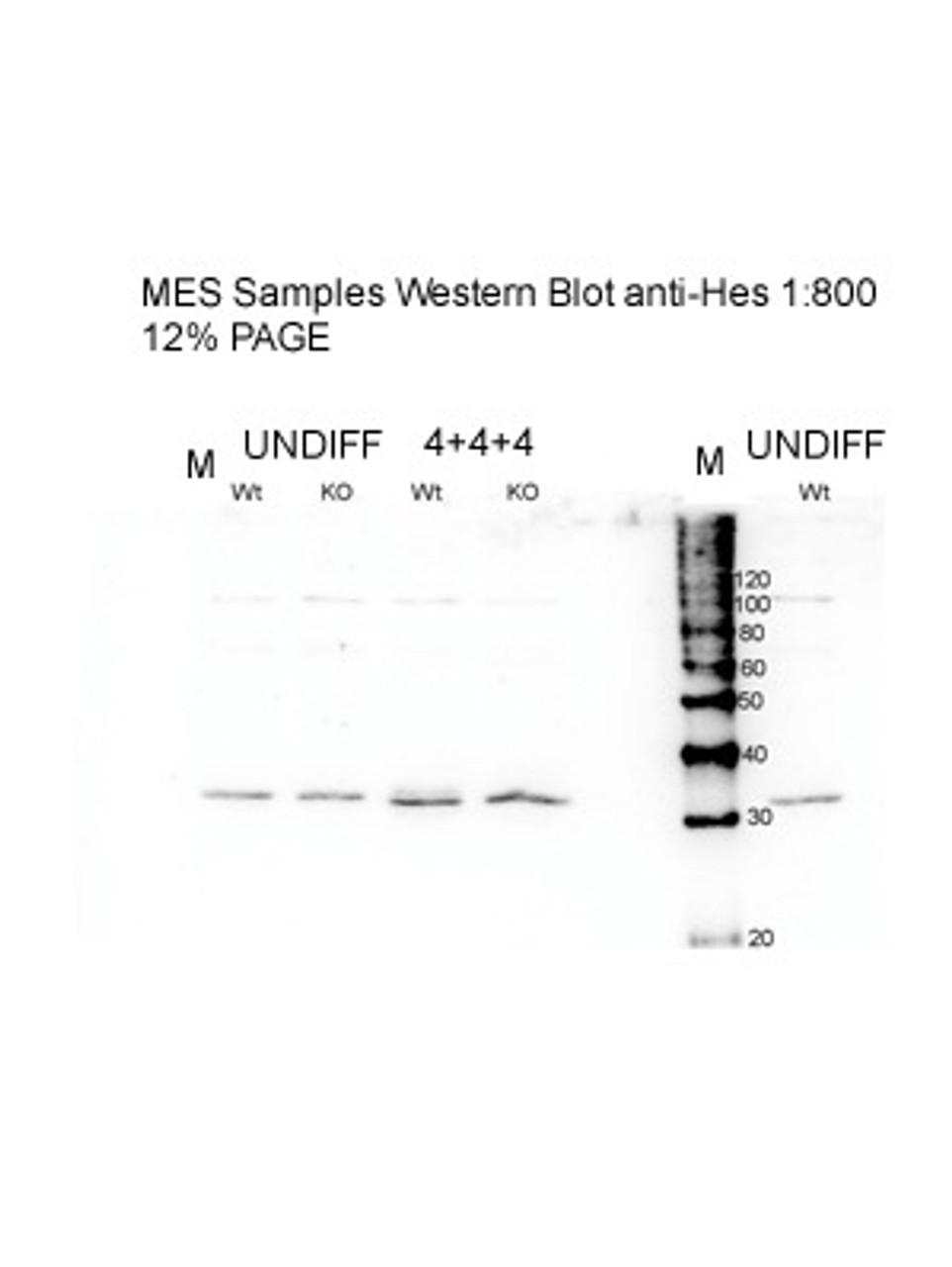 Antibody used in WB on Mouse embryonic stem at 1:800.