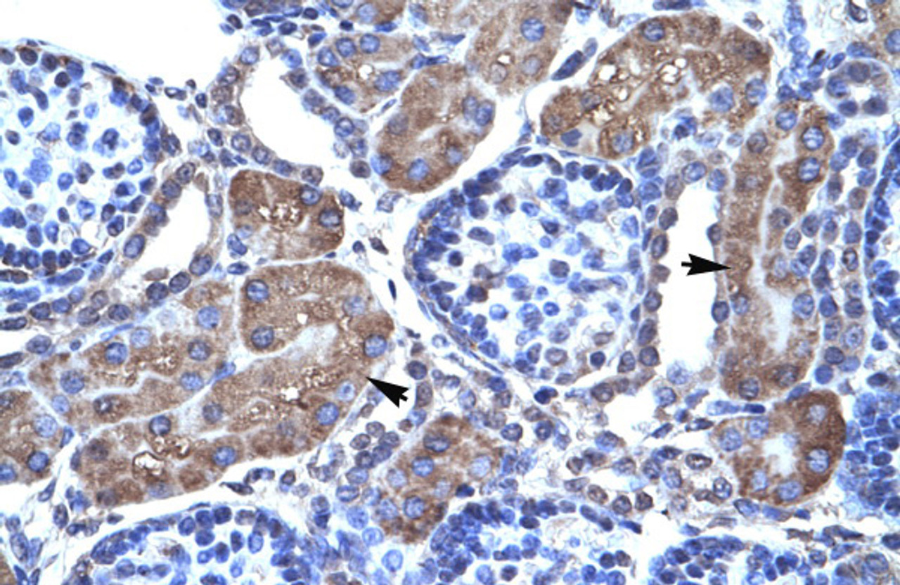 Antibody used in IHC on Human kidney at 4.0-8.0 ug/ml.