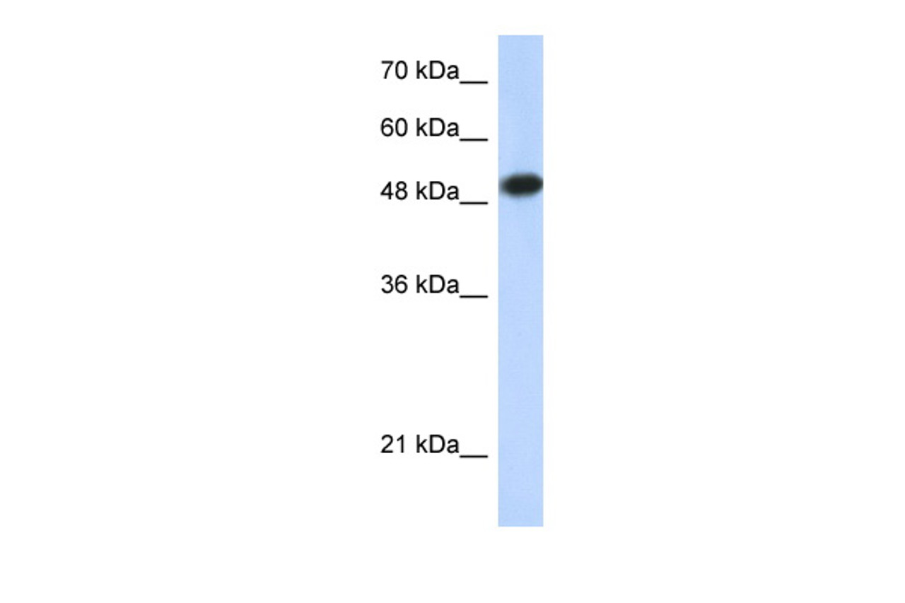 Antibody used in WB on Human HepG2 at 0.1-2.0 ug/ml.