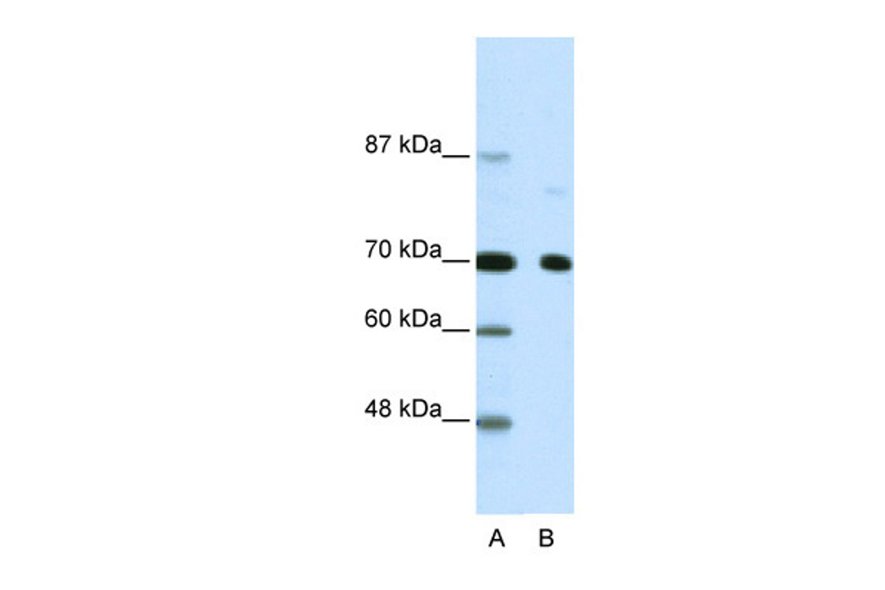 Antibody used in WB on Human HeLa at 2.5 ug/ml.