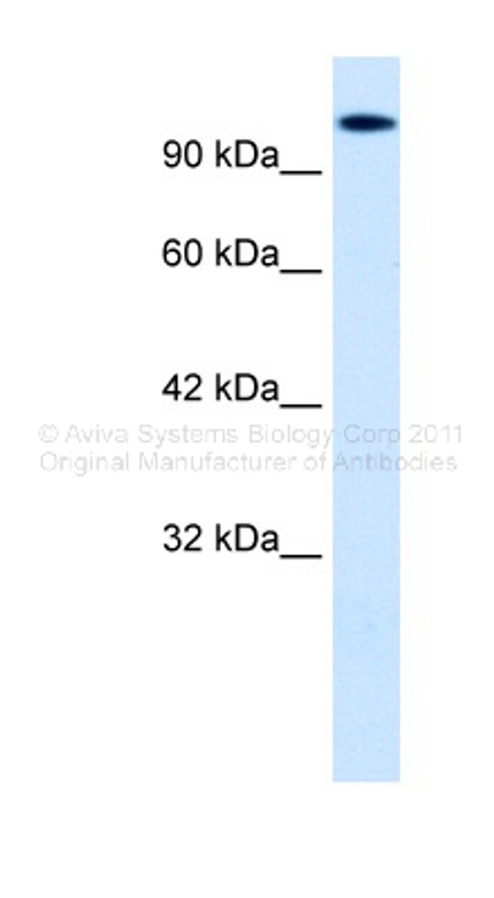 Antibody used in WB on Human HepG2 at 0.06 ug/ml.