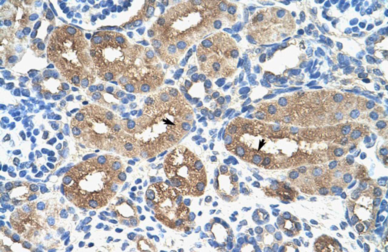 Antibody used in IHC on Human kidney.