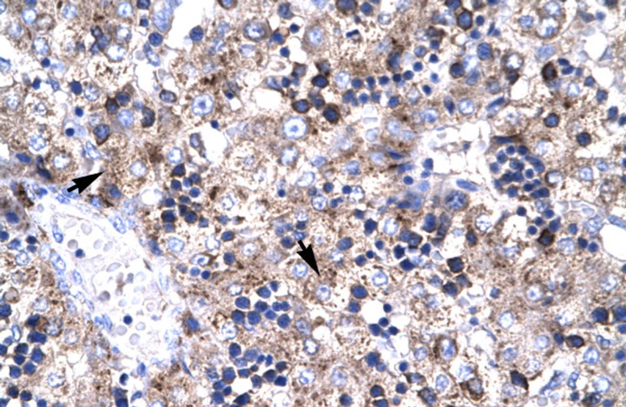 Antibody used in IHC on Human Liver.