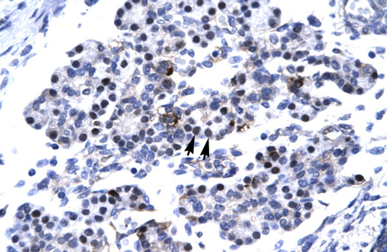 Antibody used in IHC on Human Pancreas.