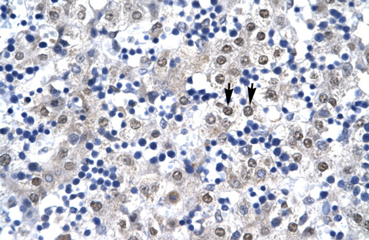 Antibody used in IHC on Human Liver.