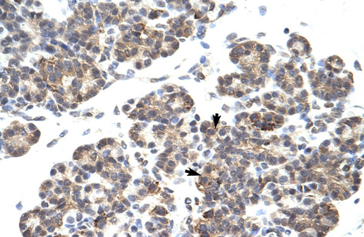 Antibody used in IHC on Human Pancreas.