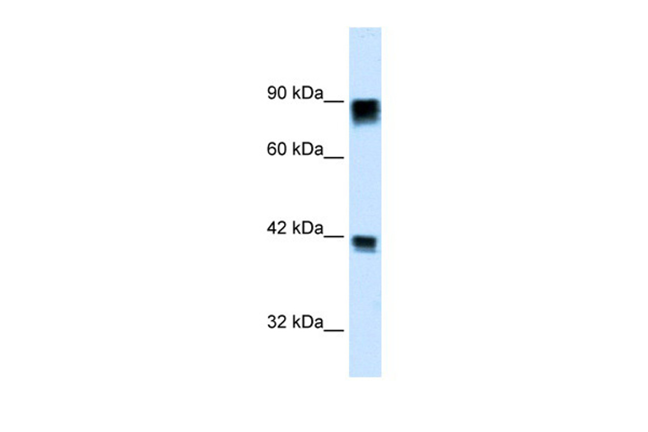 Antibody used in WB on Human Daudi cells at 0.2-1 ug/ml.