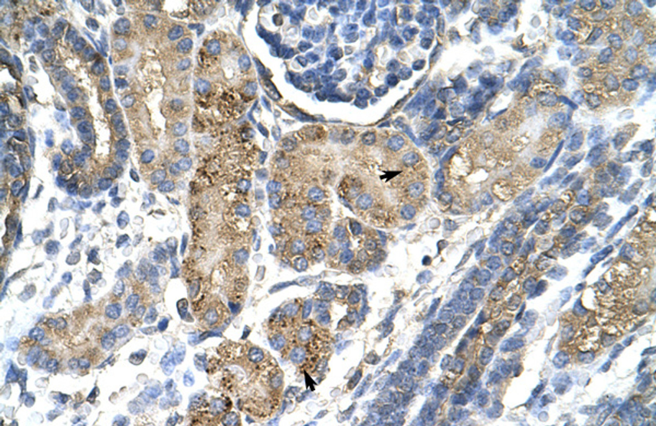 Antibody used in IHC on Human kidney.