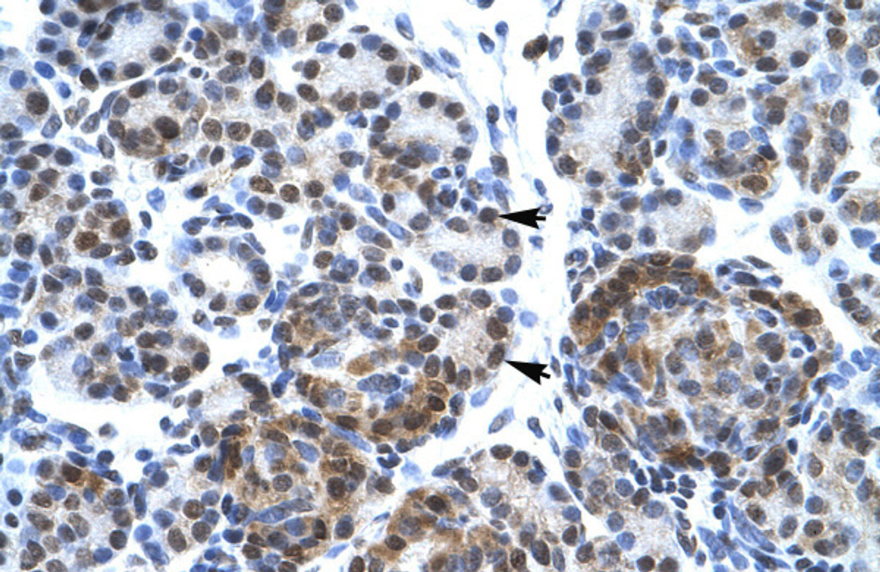 Antibody used in IHC on Human Pancreas.