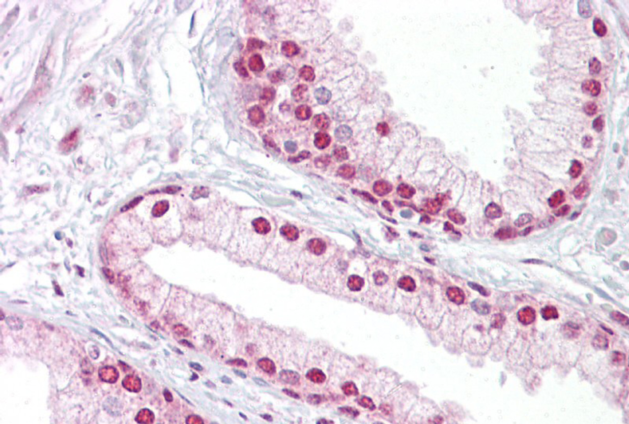 Antibody used in IHC on Human Prostate at 5 ug/ml.