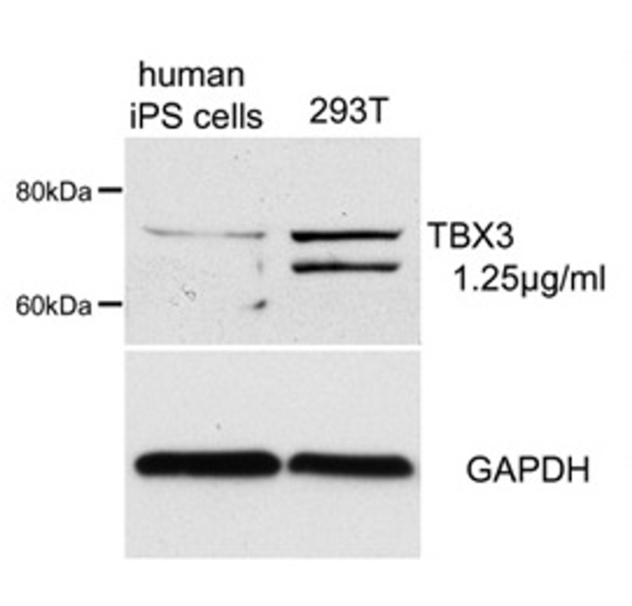 Antibody used in WB on Human at 1.25 ug/ml.
