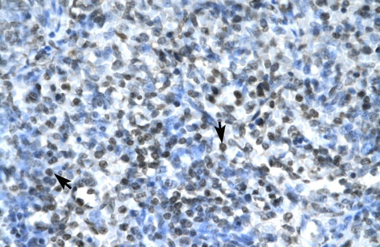 Antibody used in IHC on Human Spleen.