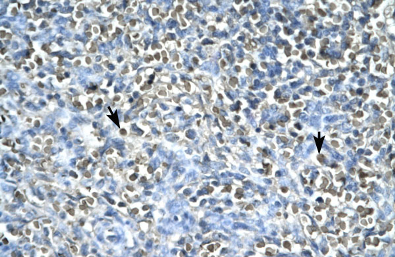 Antibody used in IHC on Human Spleen.