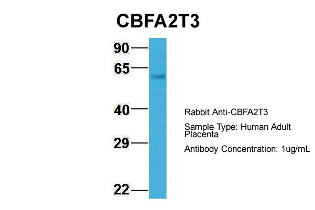 Antibody used in WB on Hum. Adult Placenta at 1 ug/ml.