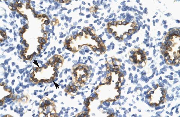 Antibody used in IHC on Human Lung.