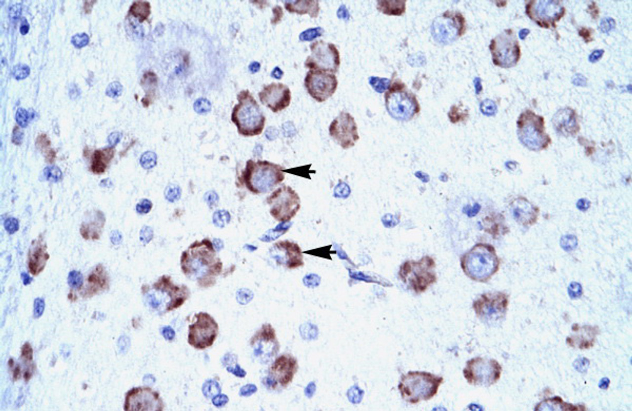 Antibody used in IHC on Human Brain.