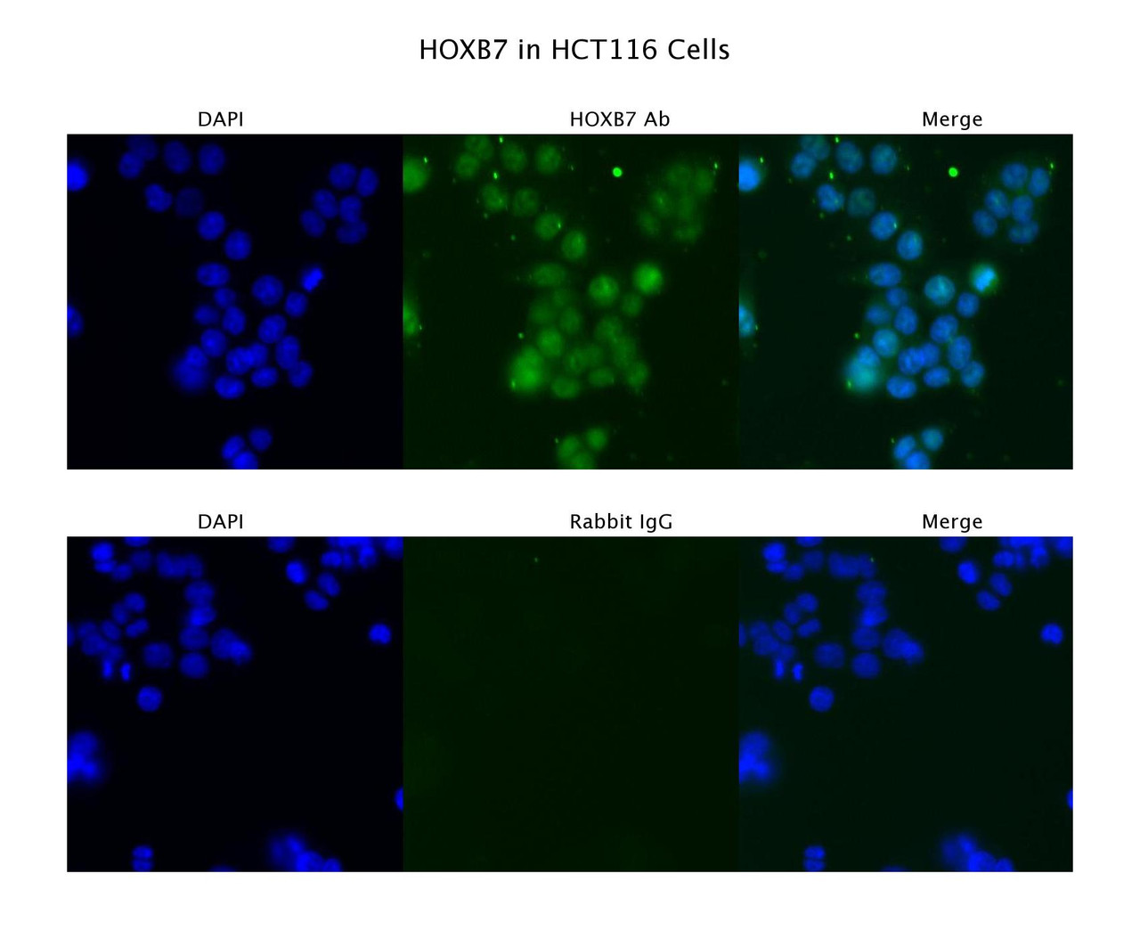 Antibody used in IF on HCT116 at 4 ug/ml.