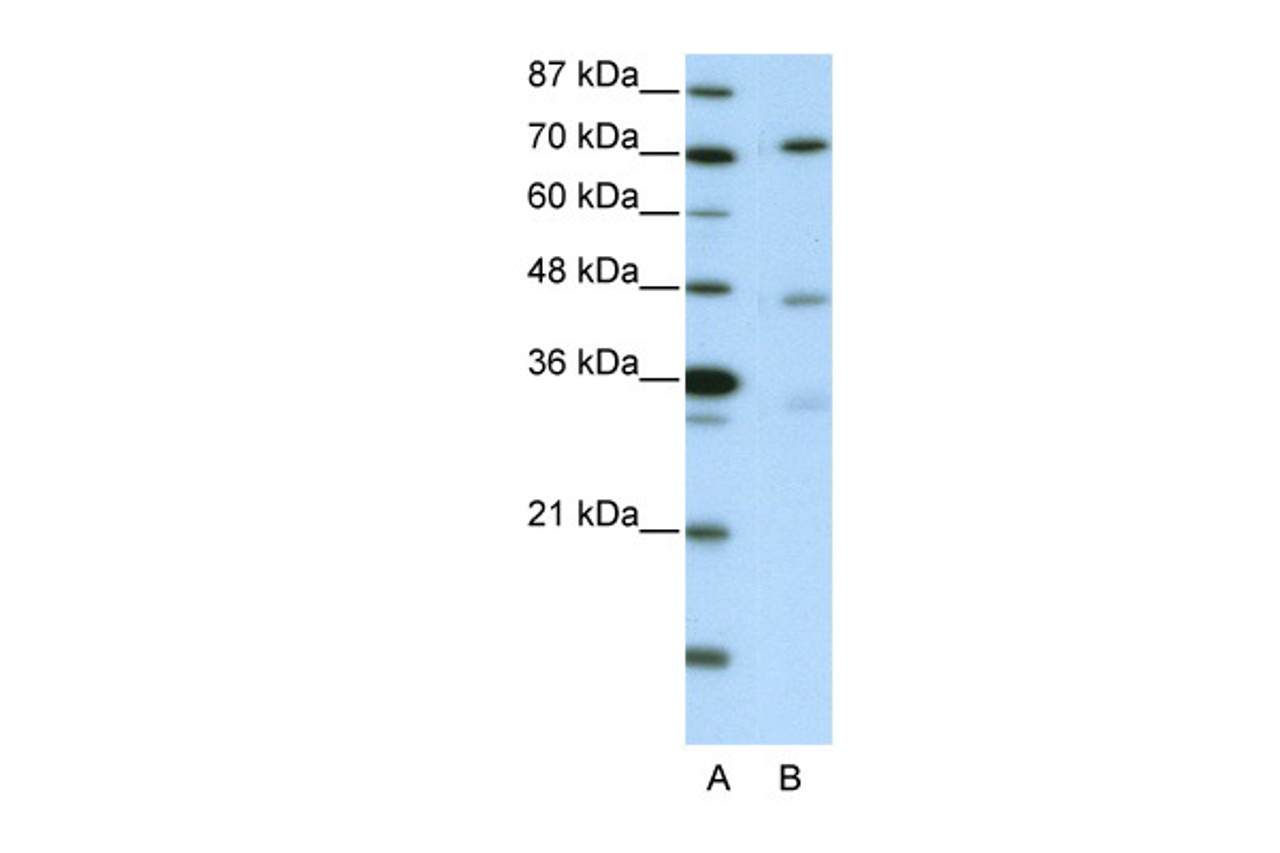 Antibody used in WB on Human Raji cells at 2.5 ug/ml.