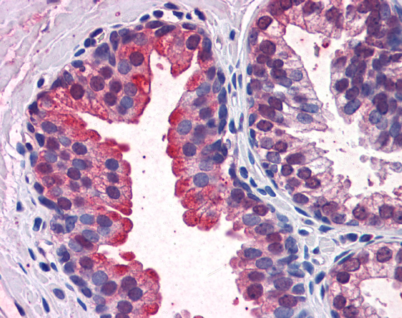 Antibody used in IHC on Human Kidney.