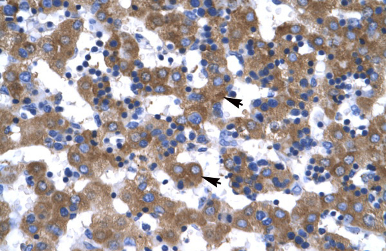 Antibody used in IHC on Human Liver at 4.0-8.0 ug/ml.