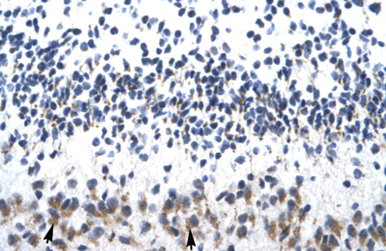 Antibody used in IHC on Human Cerebellum.