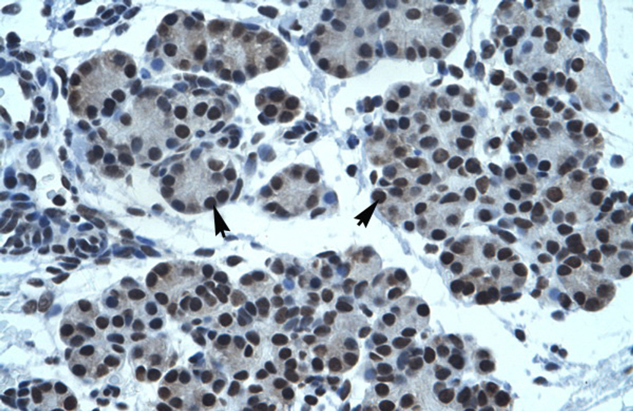 Antibody used in IHC on Human Pancreas.