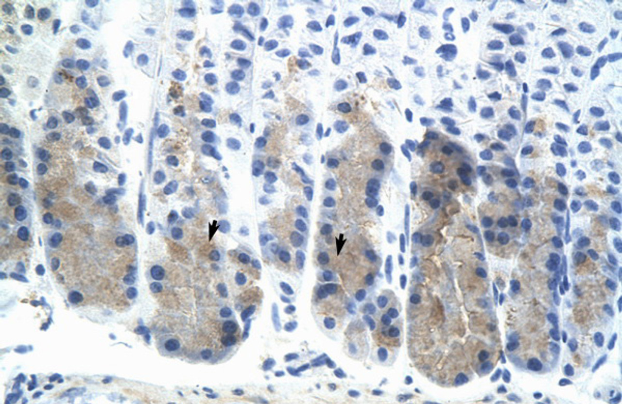 Antibody used in IHC on Mouse Stomach.