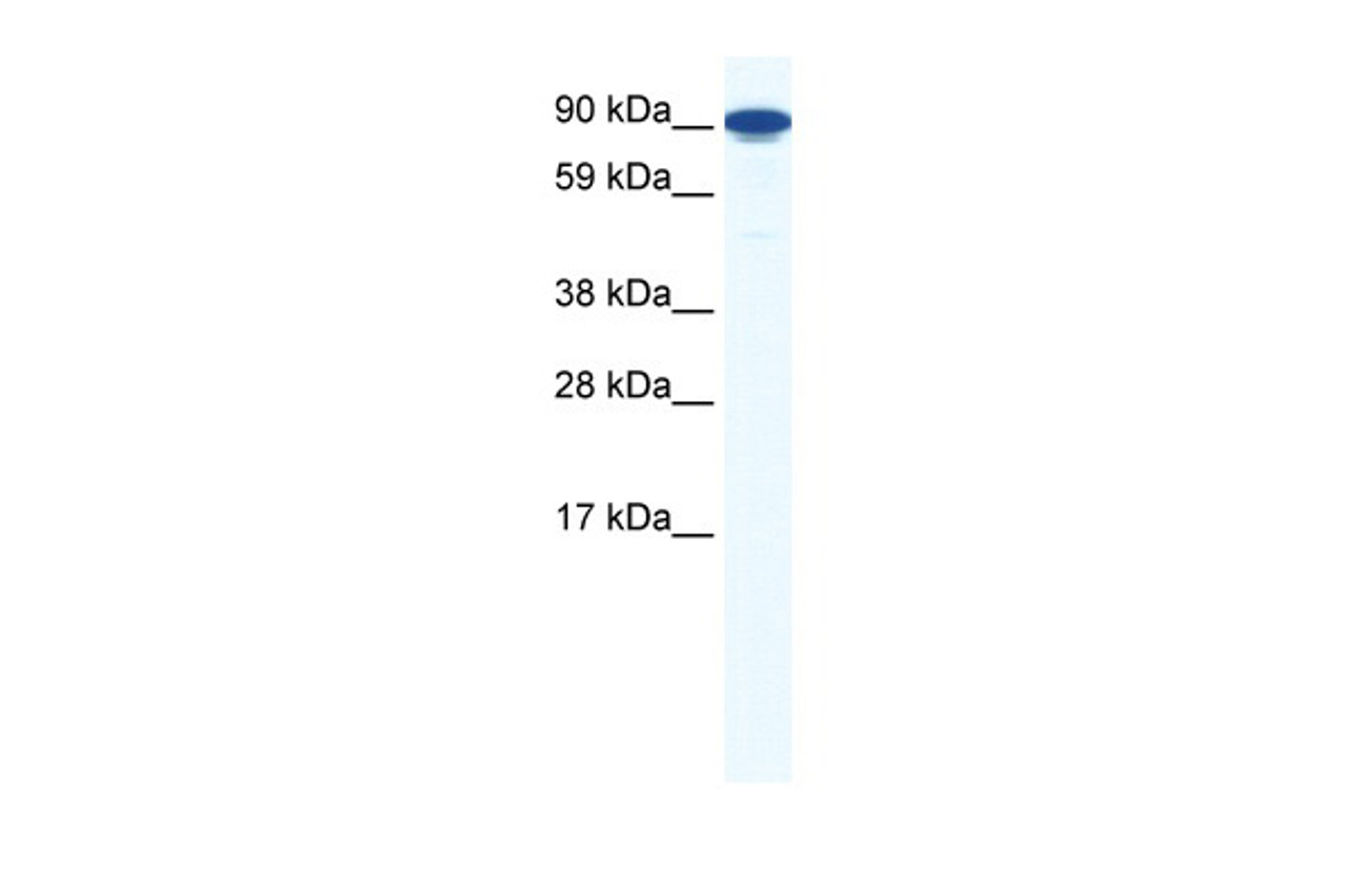 Antibody used in WB on Mouse NIH-3T3 at 1.25 ug/ml.