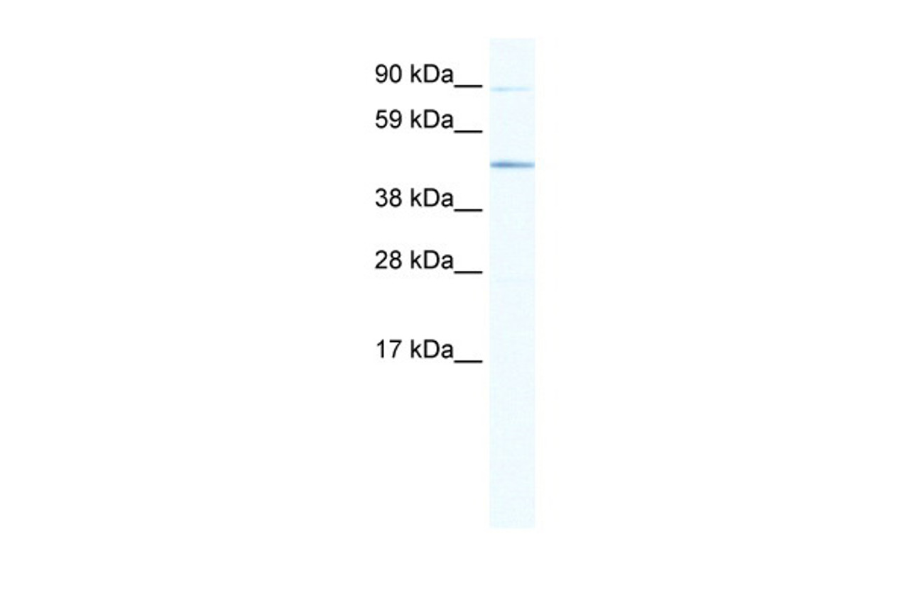 Antibody used in WB on Mouse NIH-3T3 at 1.25 ug/ml.