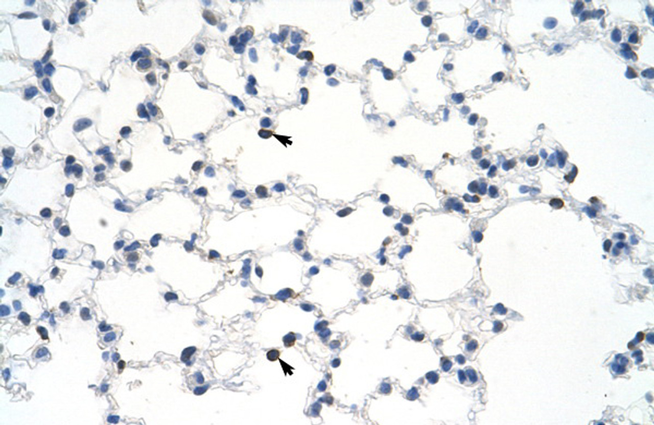 Antibody used in IHC on Mouse Kidney.