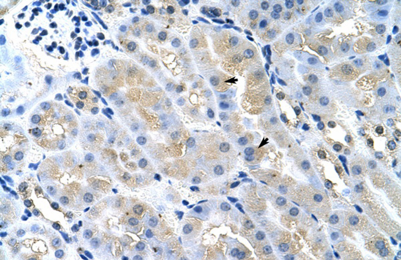 Antibody used in IHC on Mouse Kidney at 4.0-8.0 ug/ml.