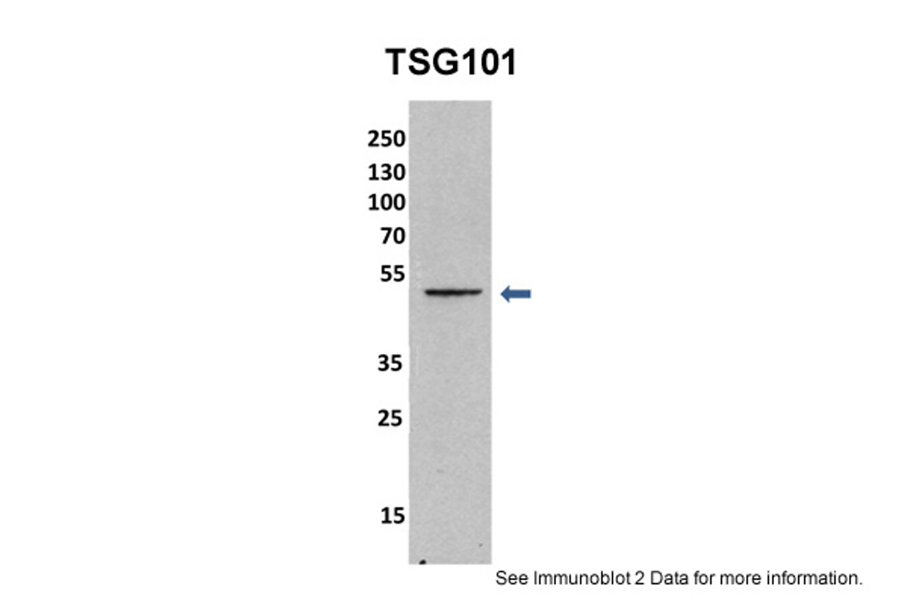 Antibody used in WB on mouse fibroblast at 1:1000.