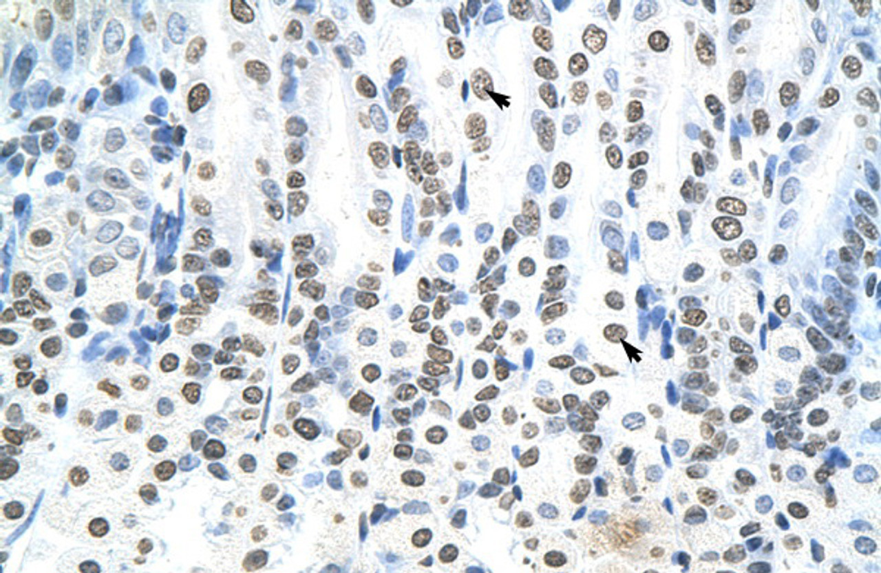 Antibody used in IHC on Mouse Pancreas.